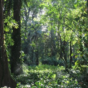 Wald Costa Rica